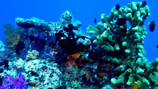cbsn-fusion-noaa-releases-new-action-plan-to-protect-floridas-coral-reefs-thumbnail-1352010-640x360.jpg 
