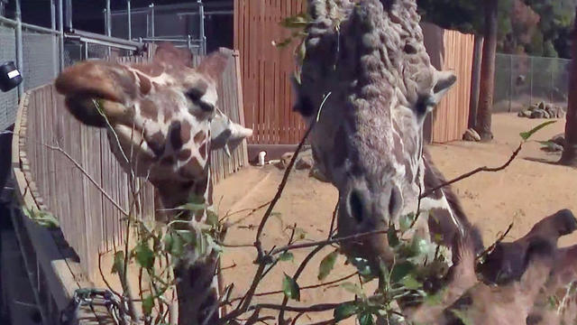 Oakland Zoo Giraffes 