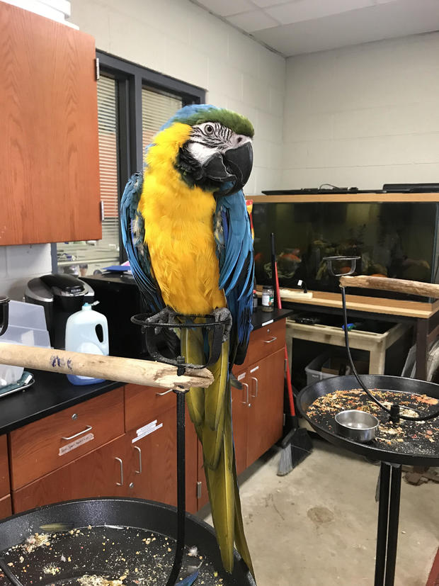 blie-macaw-1.jpg 