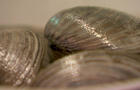 clams-c-1280.jpg 