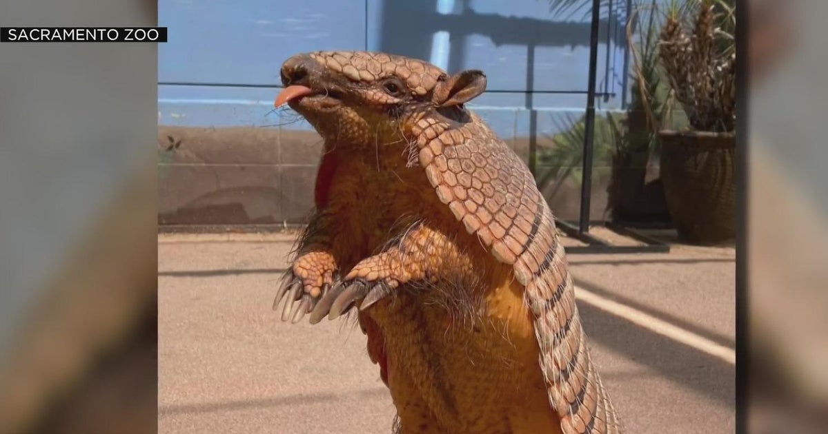 Armadillo escapes from Sacramento Zoo