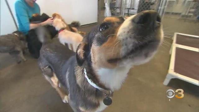 CBS3 Pet Project: Let your dog sniff 