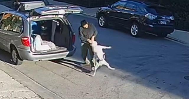 Man charged with throwing, punching dog in Lincoln Park CBS Chicago