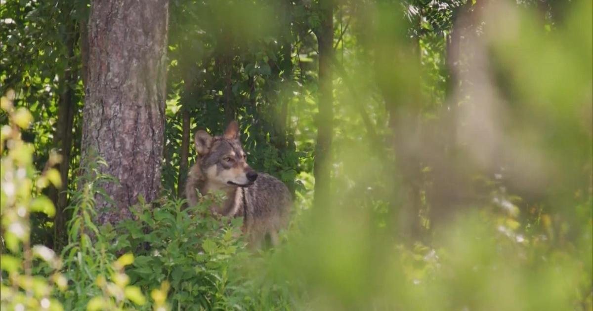 Another Colorado Rancher's Cattle Attacked By Wolves - CBS Colorado