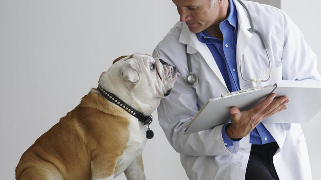 Vet And Bulldog, Patient Consultation 