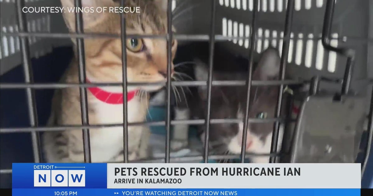Dogs, cats rescued from Hurricane Ian transported to Kalamazoo - CBS ...