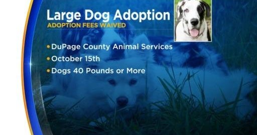 DuPage County hosts special adoption event for big dogs CBS Chicago