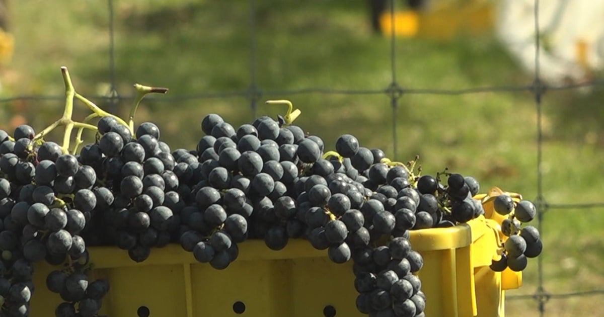 Camden County-owned vineyard producing record number of grapes - CBS ...