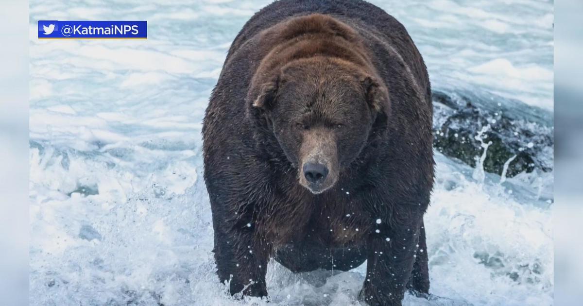 Fat Bear Week contest winner crowned at Alaska's Katmai National Park