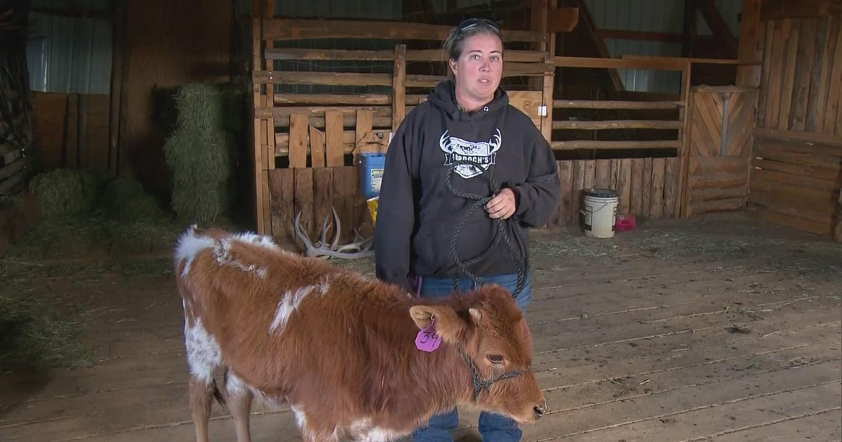 Wolves kill cattle on White River National Forest Lands CBS Colorado