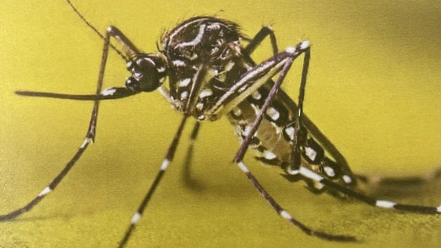Mosquito on Skin 