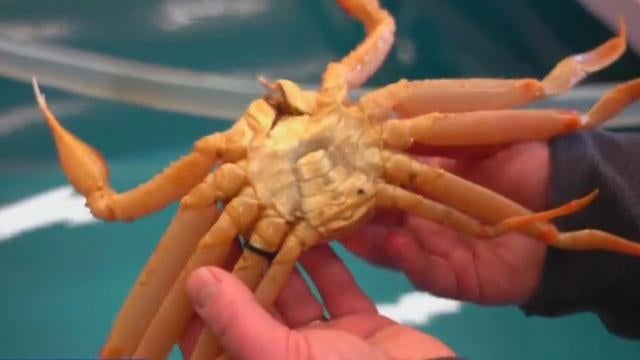 cbsn-fusion-alaska-snow-crab-harvest-canceled-for-first-time-ever-thumbnail-1374884-640x360.jpg