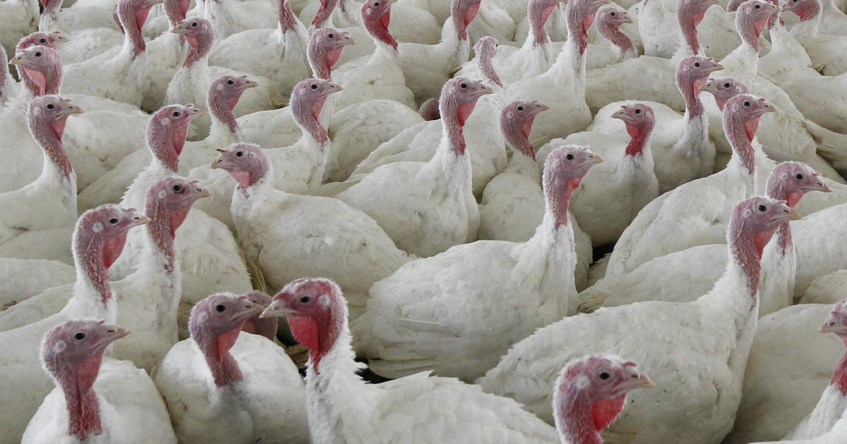 Sweeping changes proposed in way chicken, turkey meat processed - CBS News