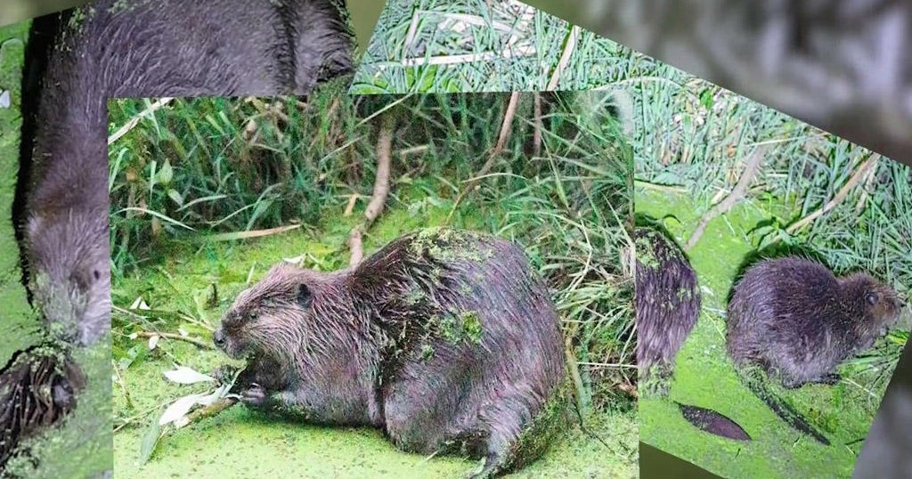 Napa Valley photographer keeps focus on local beaver activities CBS