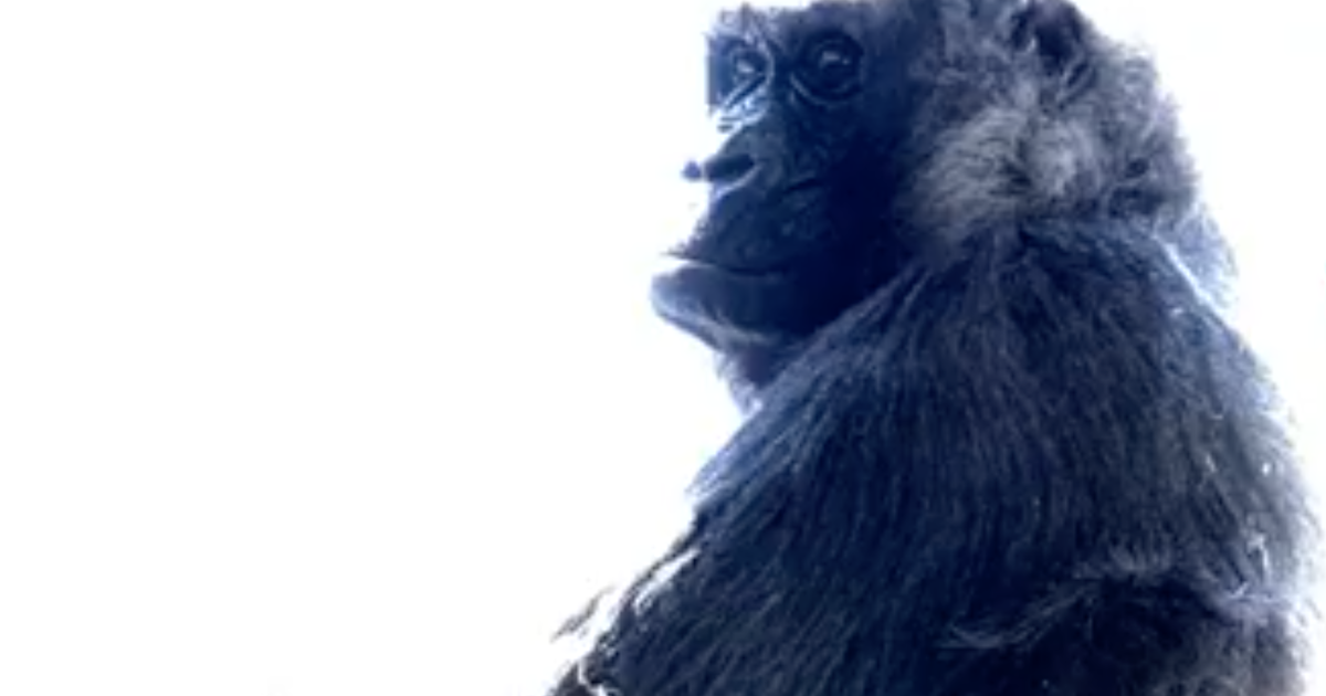 Celebrate World Gorilla Day With 15 Primate Pictures, Science