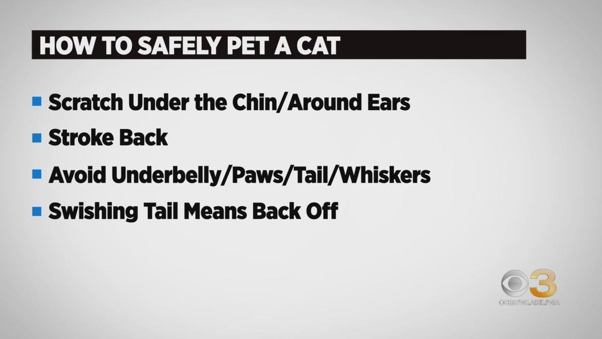 CBS3 Pet Project: How to safely approach, pet an animal - CBS Philadelphia