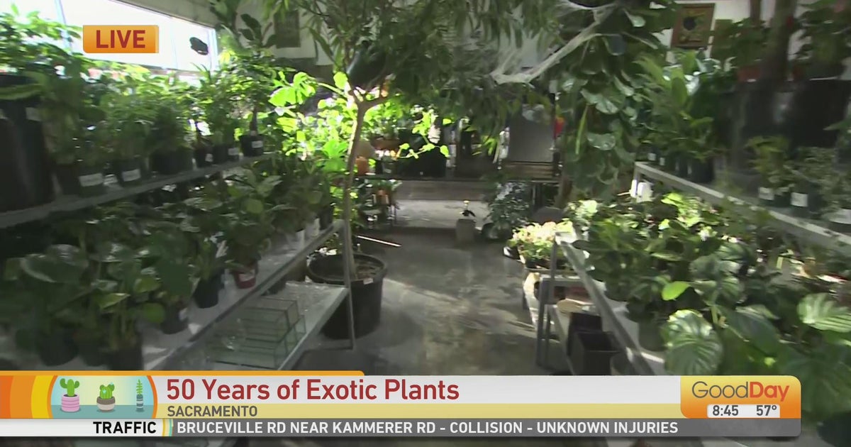 50 Years of Exotic Plants Good Day Sacramento