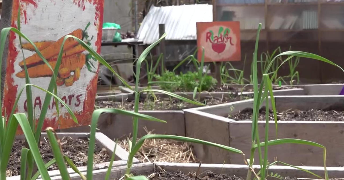 CBS2’s #BetterTogether Project Green initiative works with Harlem Grown to clean up NYC