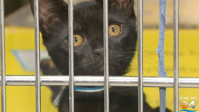 Broward cats rescued 
