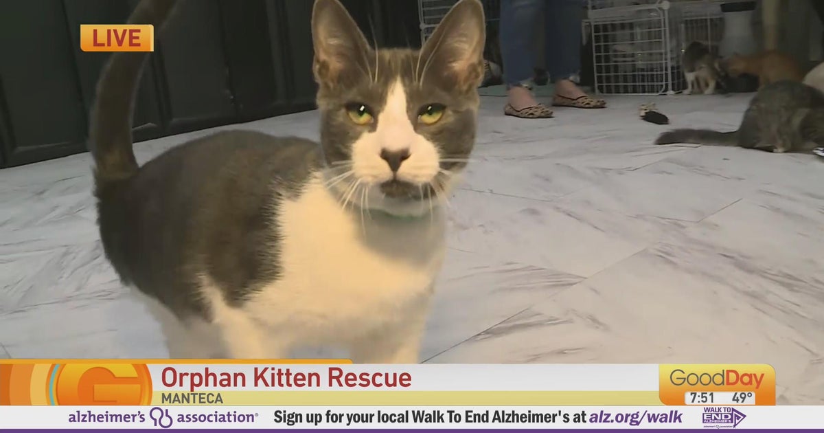 Orphan Kitten Rescue Good Day Sacramento