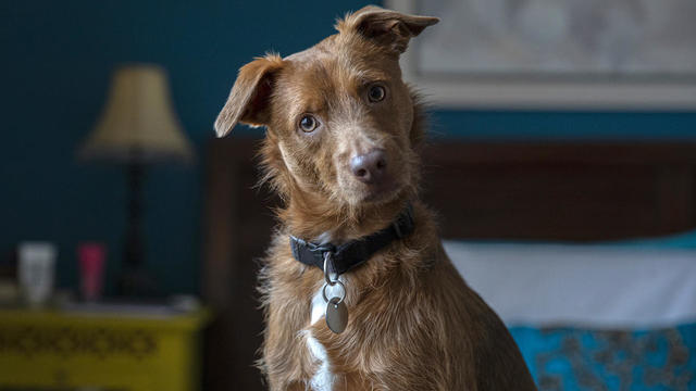 funny dog ​​portrait at home looking at camera 