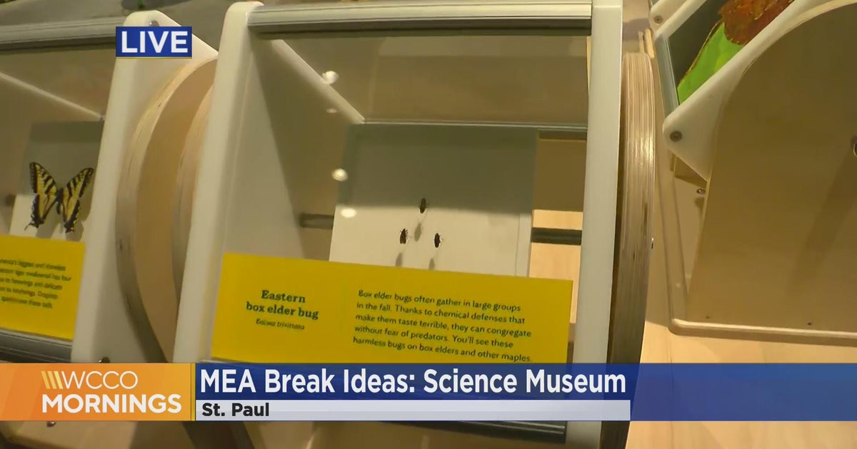 Need some MEA activities? CBS Minnesota