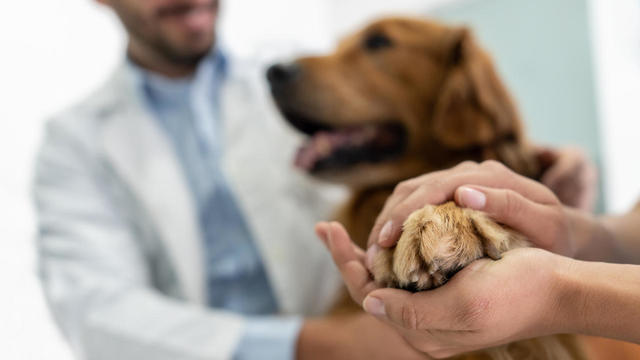 Close-up on a beautiful dog at the vet 