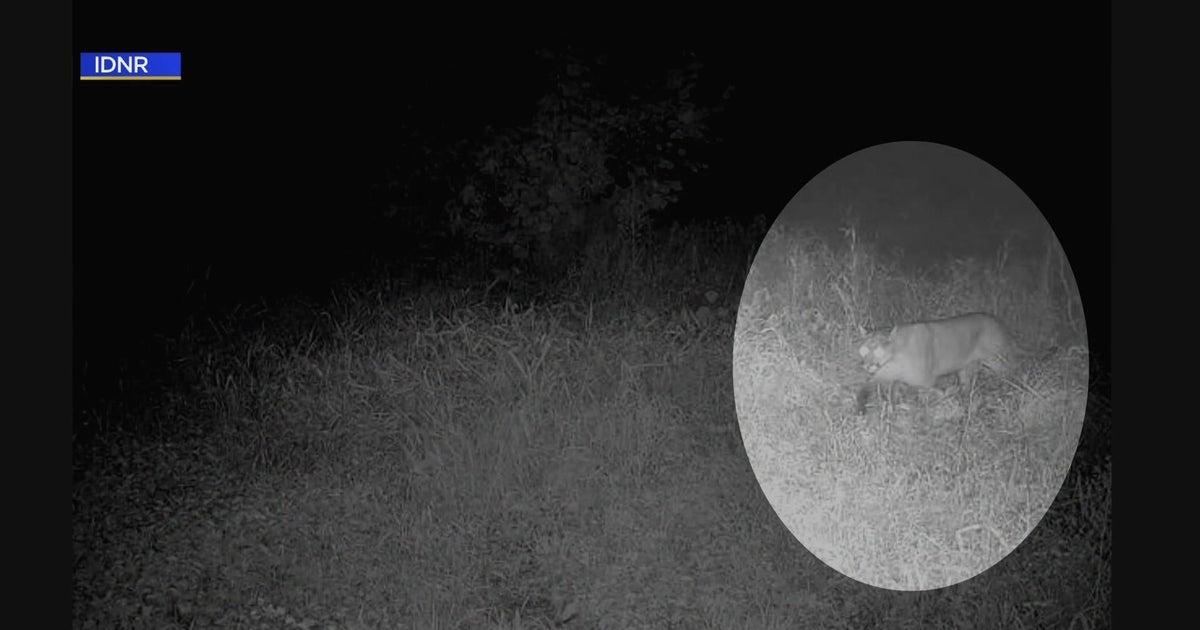 Mountain lion hit, killed by car on I88 in DeKalb County CBS Chicago