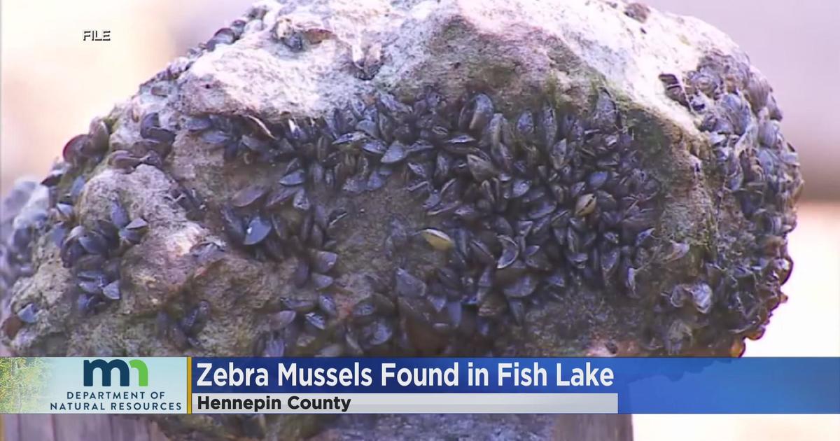 Zebra Mussels Confirmed In Fish Lake Near Maple Grove - CBS Minnesota