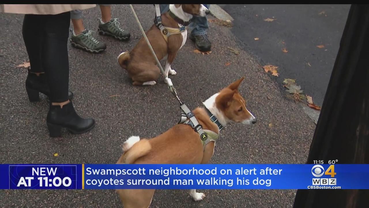 Man fights to be reunited with emotional support coyote: 'This is