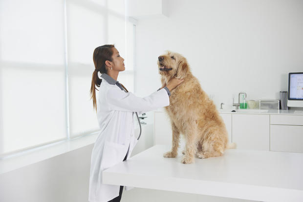 Female veterinarian experimental dog 