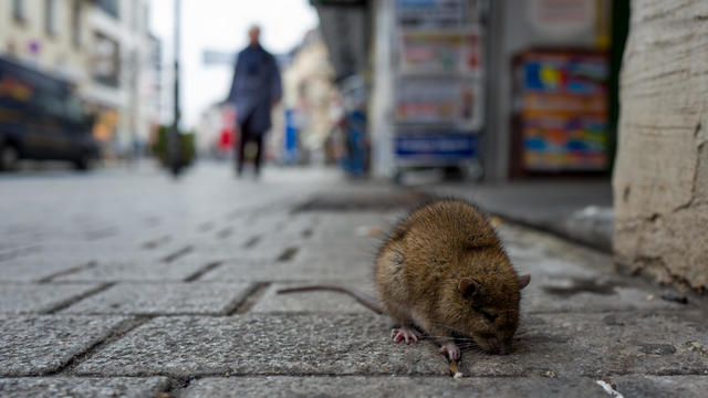 Rat On Cobbled Street In City 