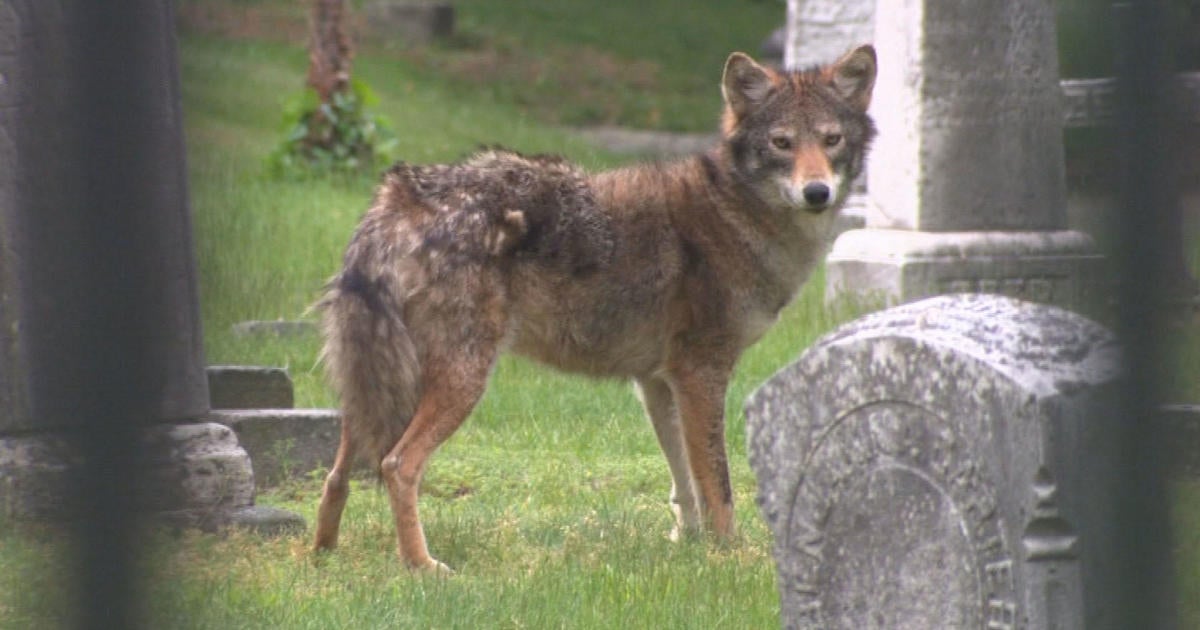 Coyote population not increasing despite more sightings, expert says