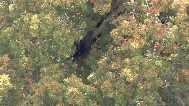 An aerial shot of a bear in a tree. 