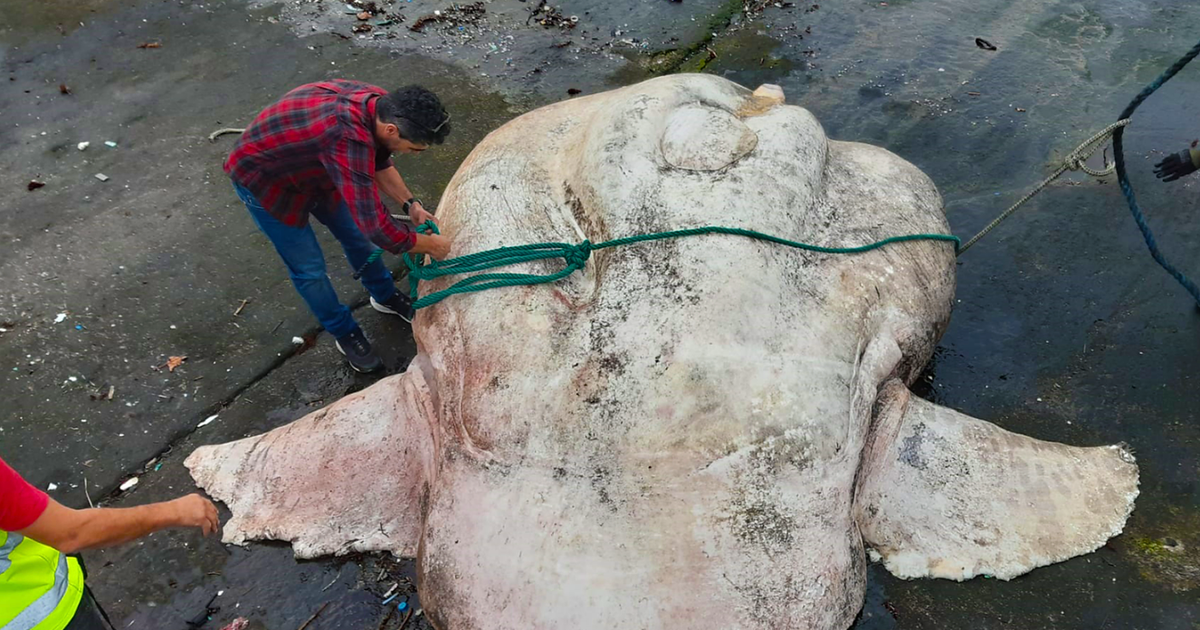 A giant sunfish weighing more than 6,000 lbs is the heaviest bony