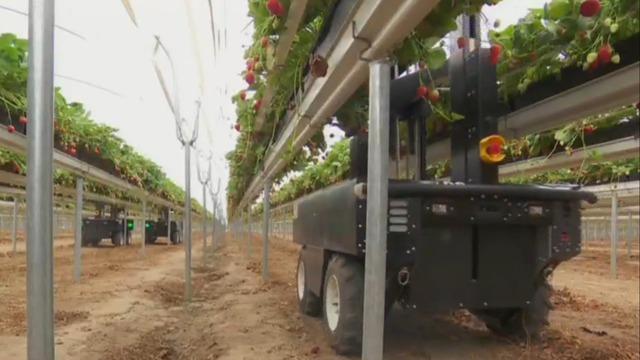 cbsn-fusion-strawberry-picking-robots-help-farmers-amid-drought-thumbnail-1395050-640x360.jpg 