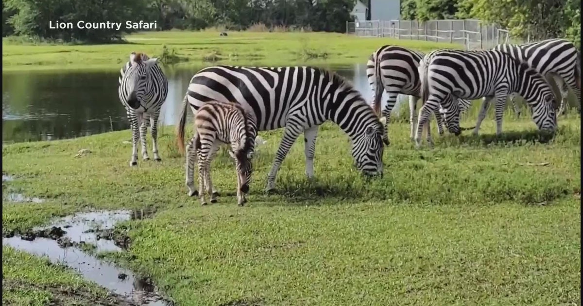 Bright Spot New zebra at Florida zoo CBS Minnesota