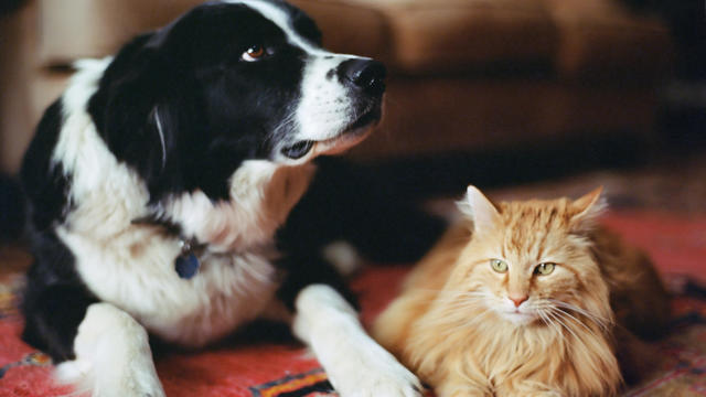 Sheepdog and long haired tabby on rug 