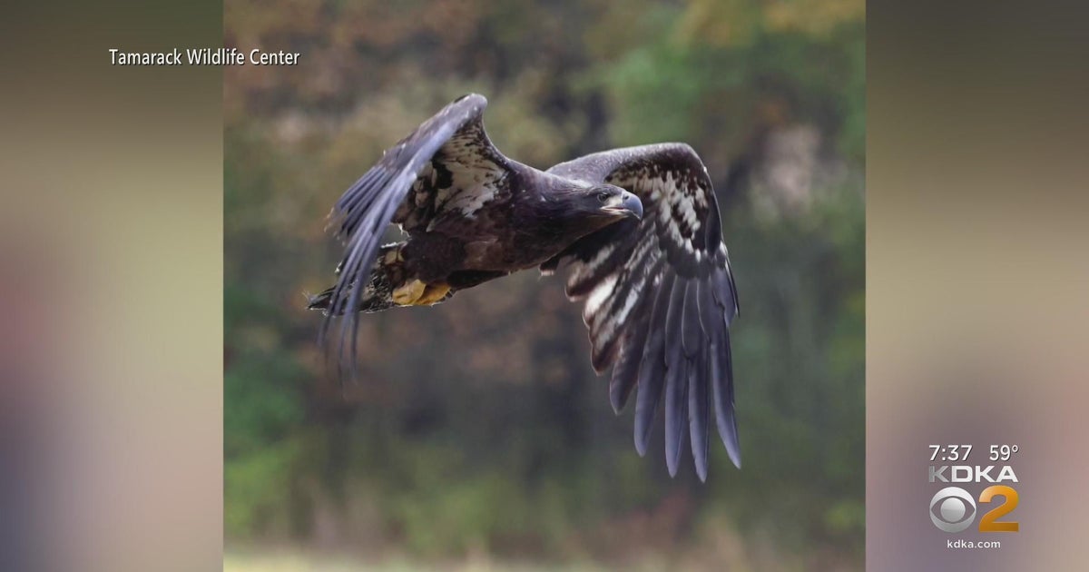 Bald eagle that fell from US Steel nest released on state game lands