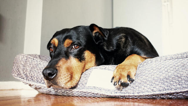 Dog lying on dog bed 