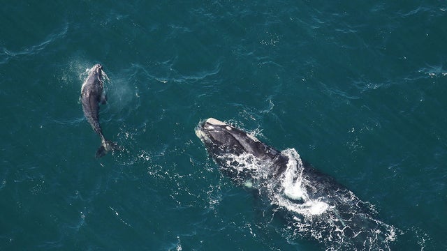 right-whales-population.jpg 