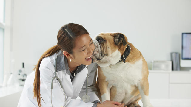 English Bulldog kissing vet 