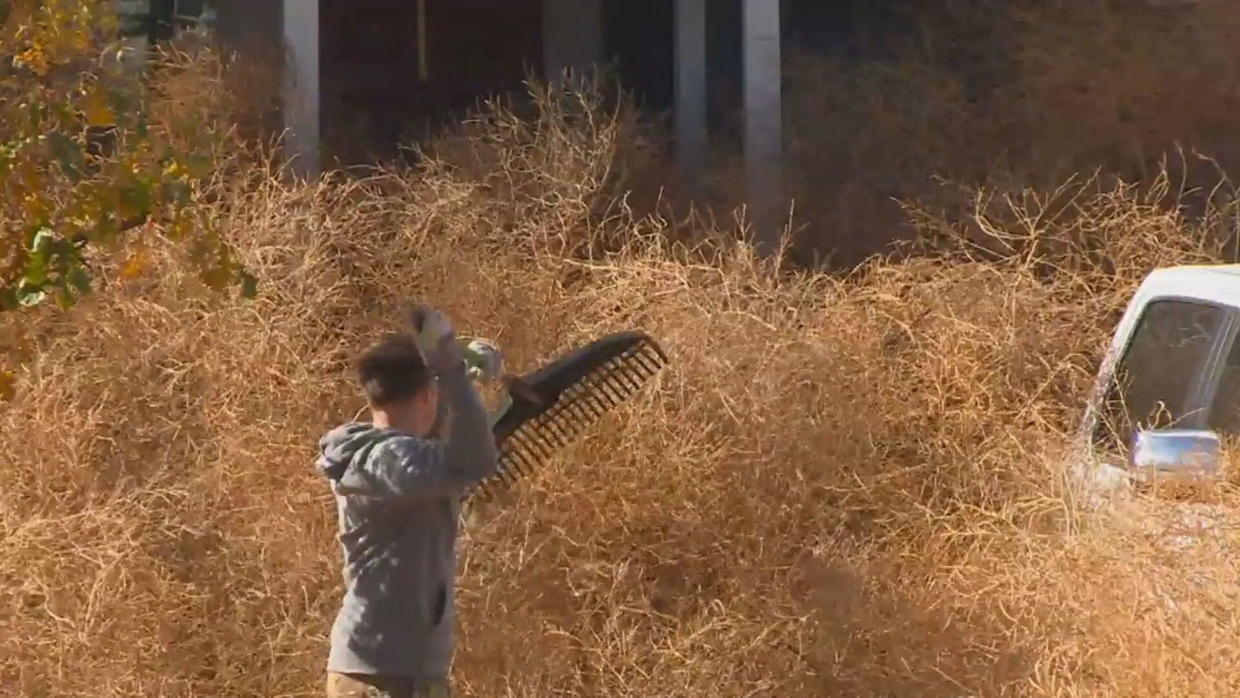 Tumbleweeds Bury Home In Security Widefield Area Cbs Colorado