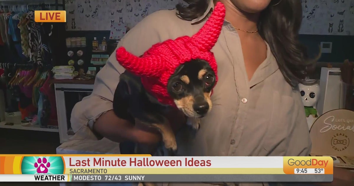 Halloween Costumes for Your Pets Good Day Sacramento