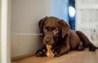 Chocolate labrador puppy lying and chewing a dog bone 