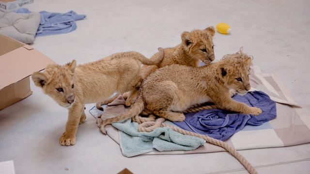 Lion cub rescued from war in Ukraine at the Poznań Zoo. 