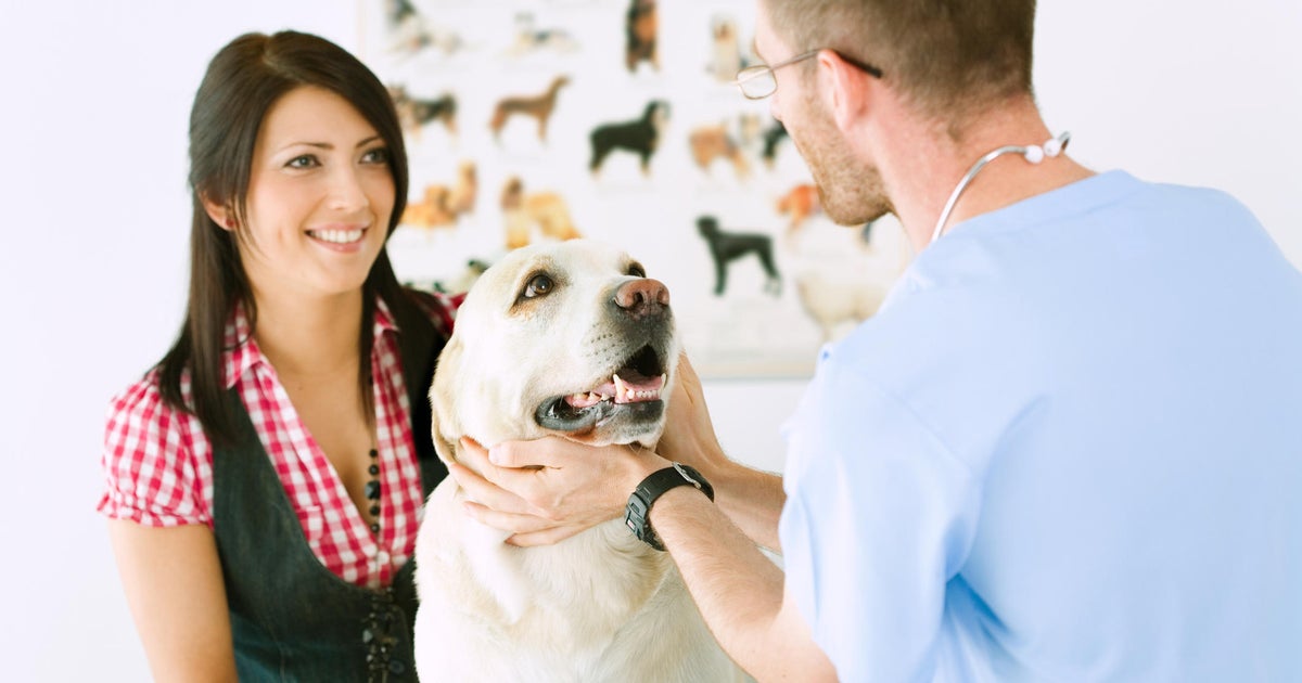 How pet insurance covers vet visits CBS News