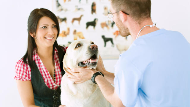 Vet With Dog And Owner 