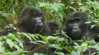 Speaking to gorillas in the Impenetrable Forest 