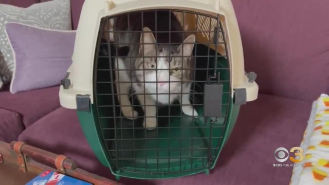 cbs3-pet-project-how-to-train-your-cat-to-get-into-the-carrier.jpg 